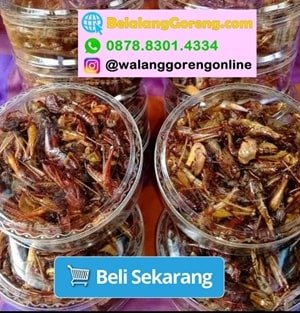 0813 2715 3600 Metode Memasak Walang Kayu Goreng 